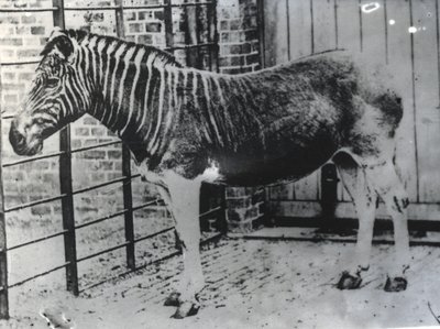 Quagga at ZSL London Zoo, probably summer 1870 by Frederick York